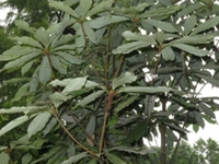 土玉桂