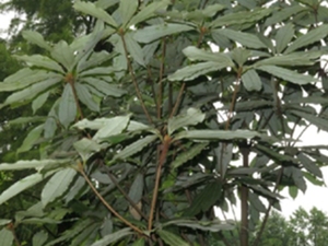 土玉桂