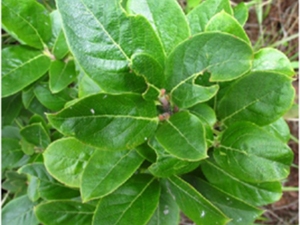 小豆柴