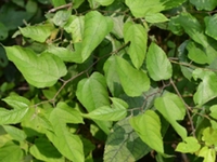 小构树叶