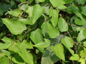 小构树叶