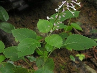 熊尾草