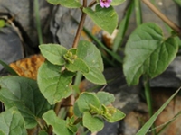 喜马拉雅紫茉莉