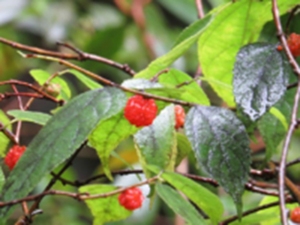 小构树汁
