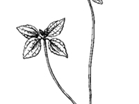 鼠舌草
