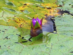 芡实茎