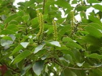 山乌桕