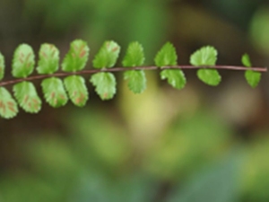 铁角凤尾草