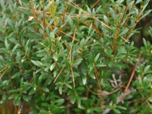 山乌珠根