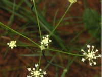 松叶防风花