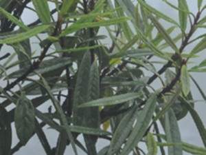 小药木