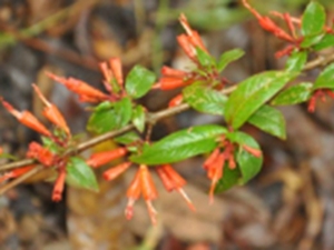 虾子花