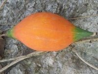 实葫芦