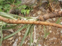 丝茅七