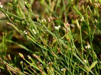 虾须草