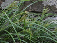 三棱草