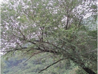 小青杨