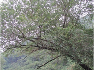 小青杨