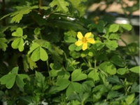 扭筋草