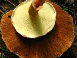 小牛肝菌