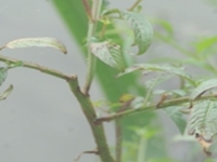 细花丁香蓼