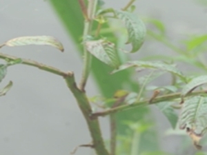 细花丁香蓼