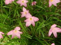 赛番红花