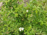 蔷薇根