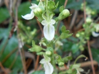 细沙虫草