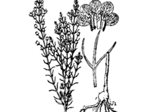小伸筋草