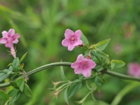 小酒饼花