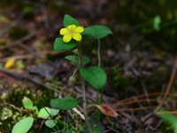 小茄