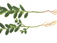 小金牛草