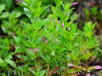 虾筏草