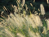 狗尾花