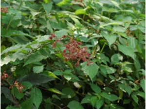 小乌泡根