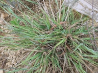 鼠妇画眉草