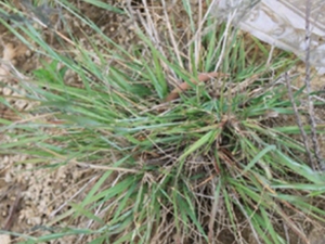 鼠妇画眉草