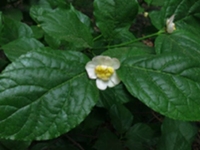 夏蜡梅