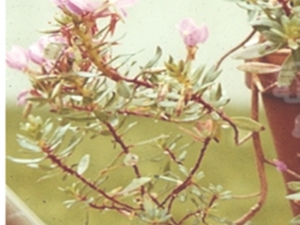 纤冠藤