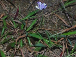三品一枝花