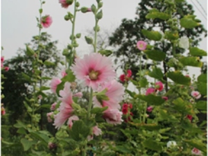 蜀葵花