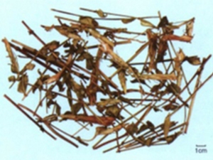 小龙胆草