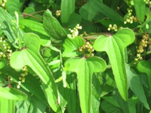 山药藤