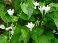 蕹菜根