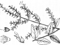铁轴草