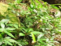 绵阳岩白菜