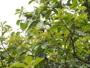 山柳