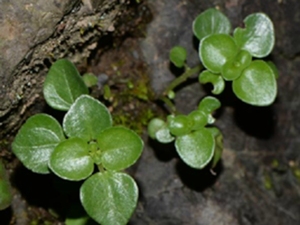 石油菜
