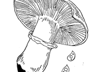 四孢蘑菇